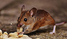24 Hour & Emergency Exterminators in Rudolph, WI